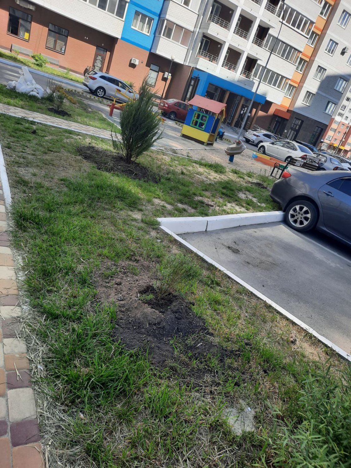 Горбатова 22.Благоустройство придомовой территории с высадкой зеленых насаждений