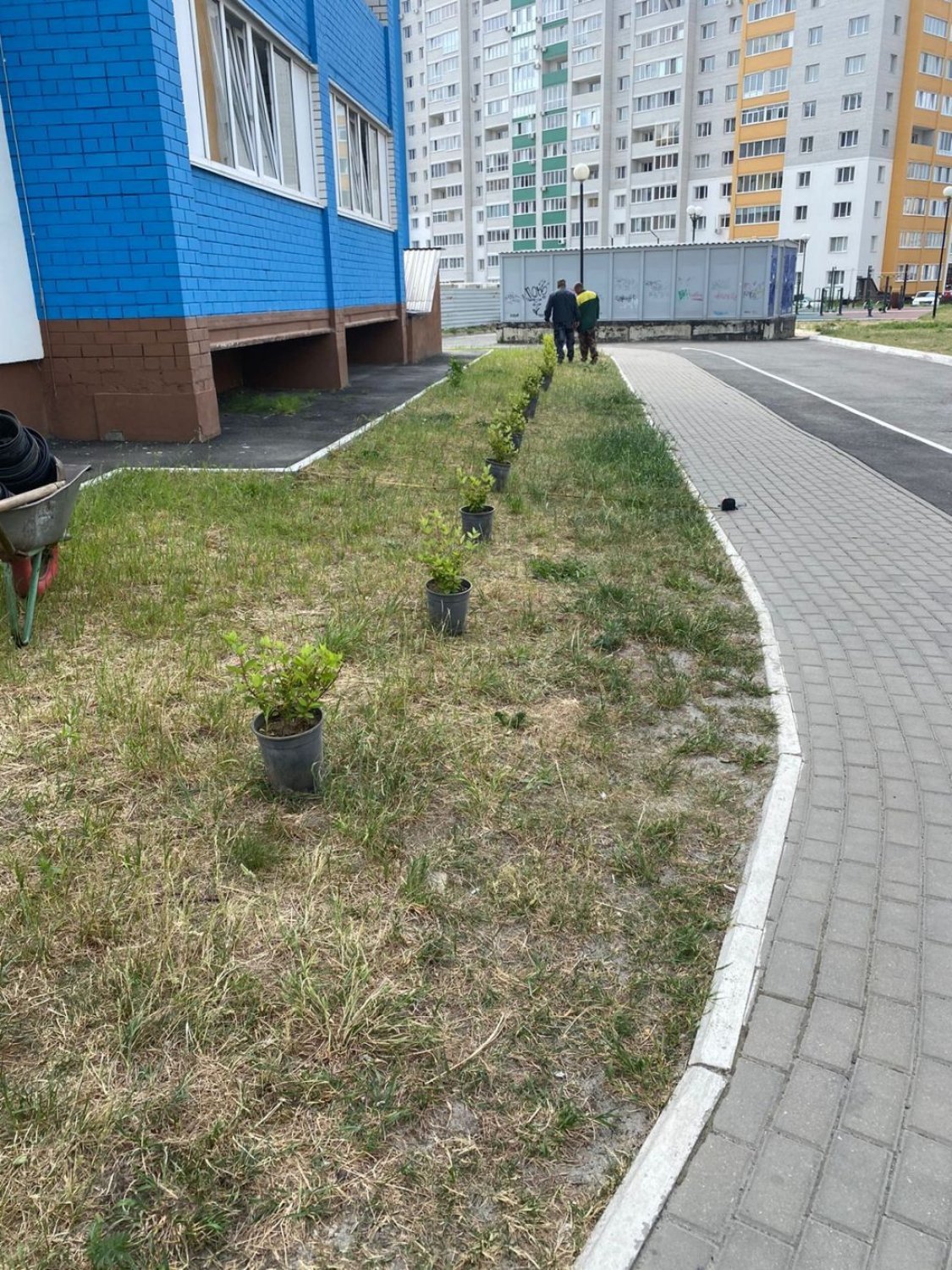 Рекункова 6 Произведена посадка растений