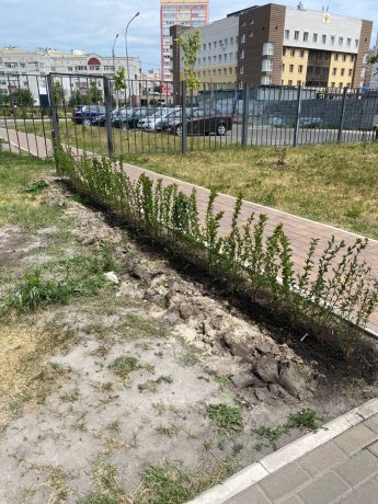 Рекункова 4 Произведена посадка растений.