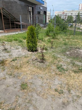 Рекункова 4 Произведена посадка растений.